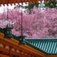 平安神宮の桜-s