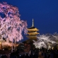 東寺桜夜景-s