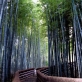洛西の竹の径-s