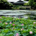 大覚寺大沢の池_蓮