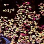 大原神社の晩秋