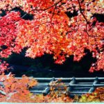 嵯峨野 鳥居本平野屋の紅葉