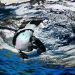 京都水族館のペンギン