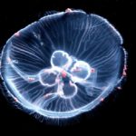 京都水族館のクラゲ