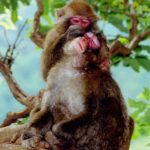 %e3%81%8a%e7%8c%bf%e3%83%bc3%e3%81%ae%e3%82%b3%e3%83%94%e3%83%bc-s