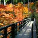 洛北高雄の紅葉